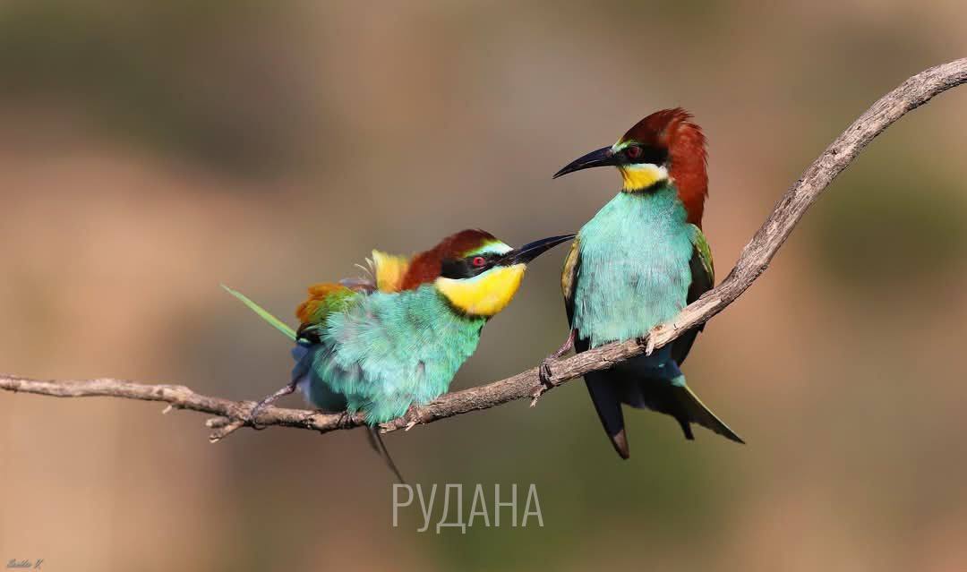 Әкем мен жиен порно